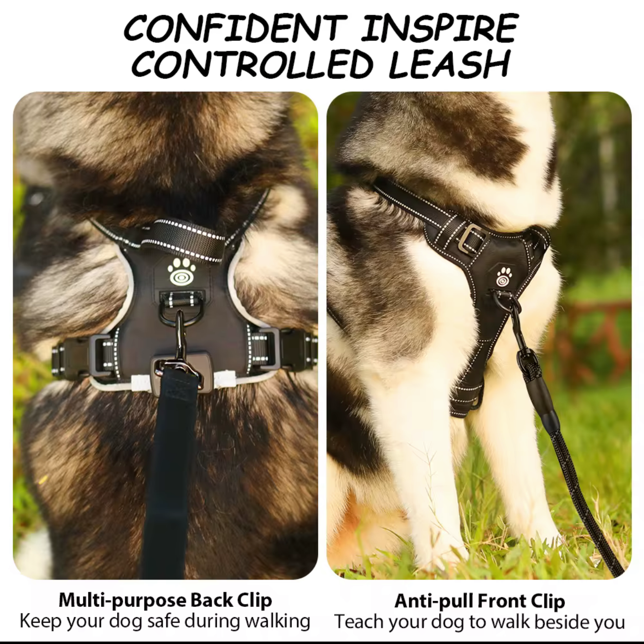 DogDisplay Harness