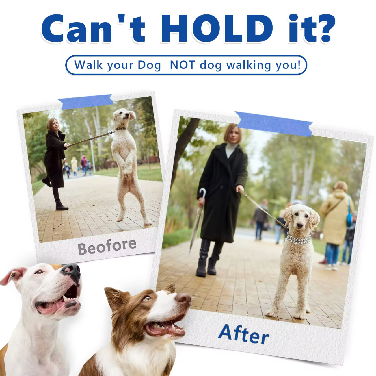 Calm Dog Mastery Collar